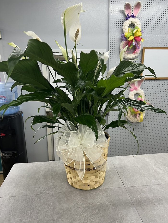 Peace Lily