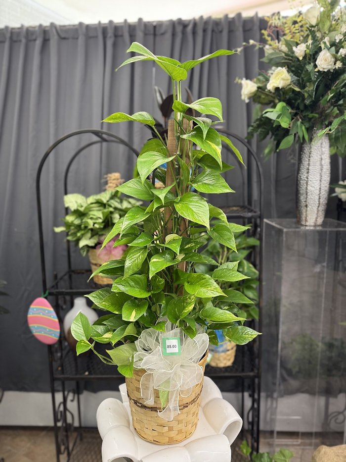 Pole Ivy