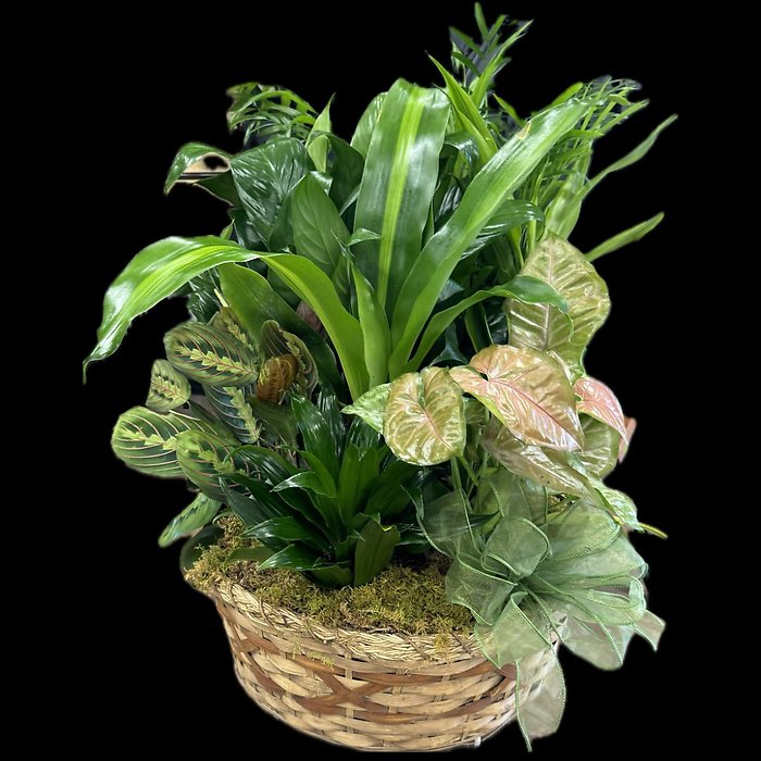 Large Dish Garden