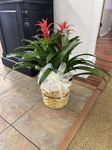Bromeliad