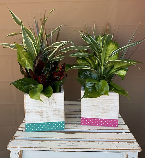 Mom\'s Mini Garden