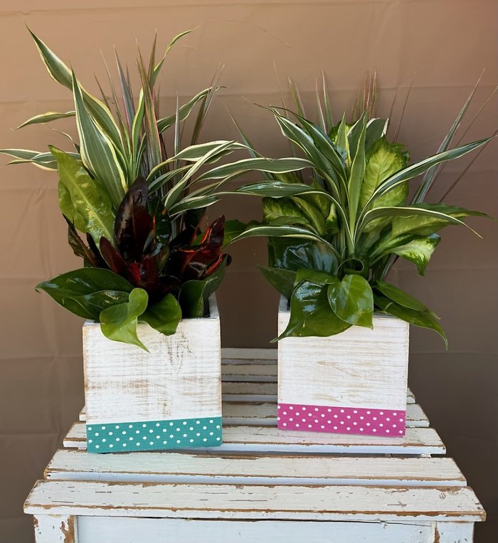 Mom\'s Mini Garden