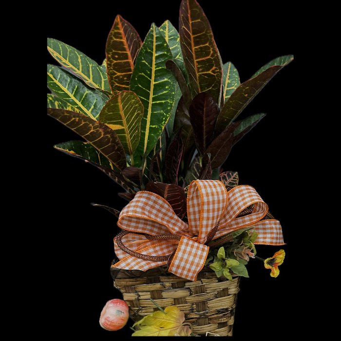 Croton Plant