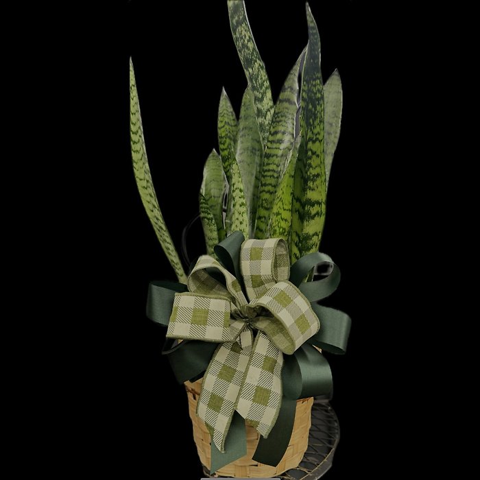 Snake Plant