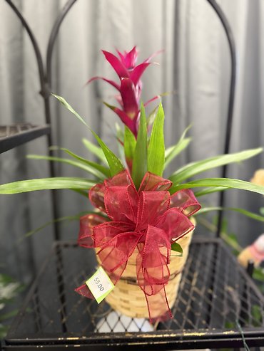 Bromeliad