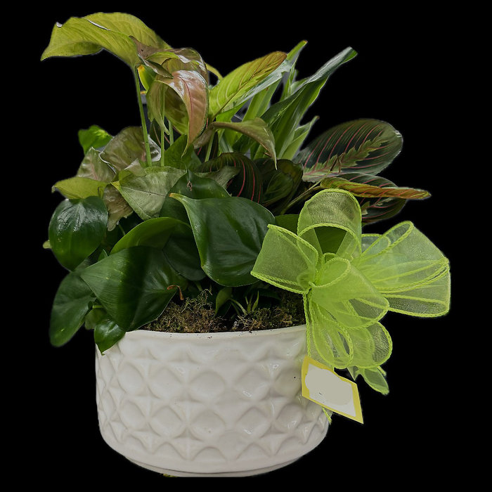 Small Dish Garden